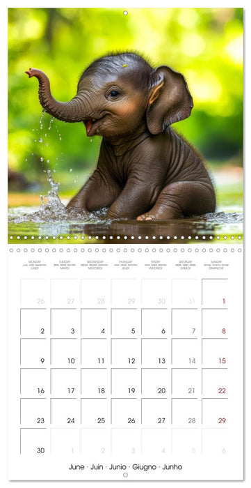 Baby Elephant Adventures (CALVENDO Monthly Calendar 2025)