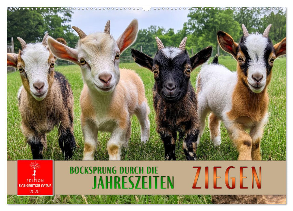 Ziegen - Bocksprung durch das Jahr (CALVENDO Wandkalender 2025)