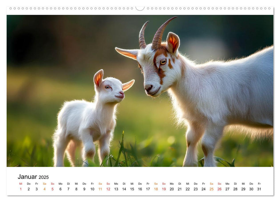 Ziegen - Bocksprung durch das Jahr (CALVENDO Wandkalender 2025)