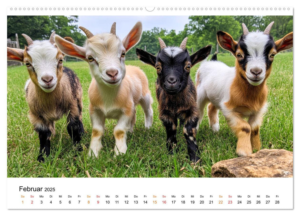 Ziegen - Bocksprung durch das Jahr (CALVENDO Premium Wandkalender 2025)