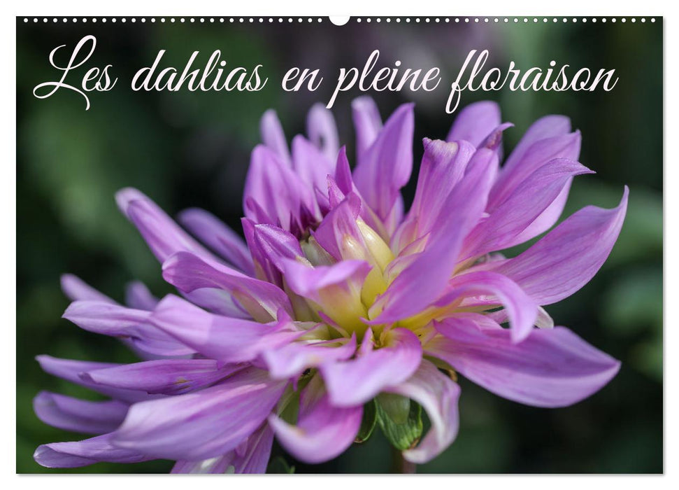 Les Dahlias en pleine floraison (CALVENDO Calendrier mensuel 2026)