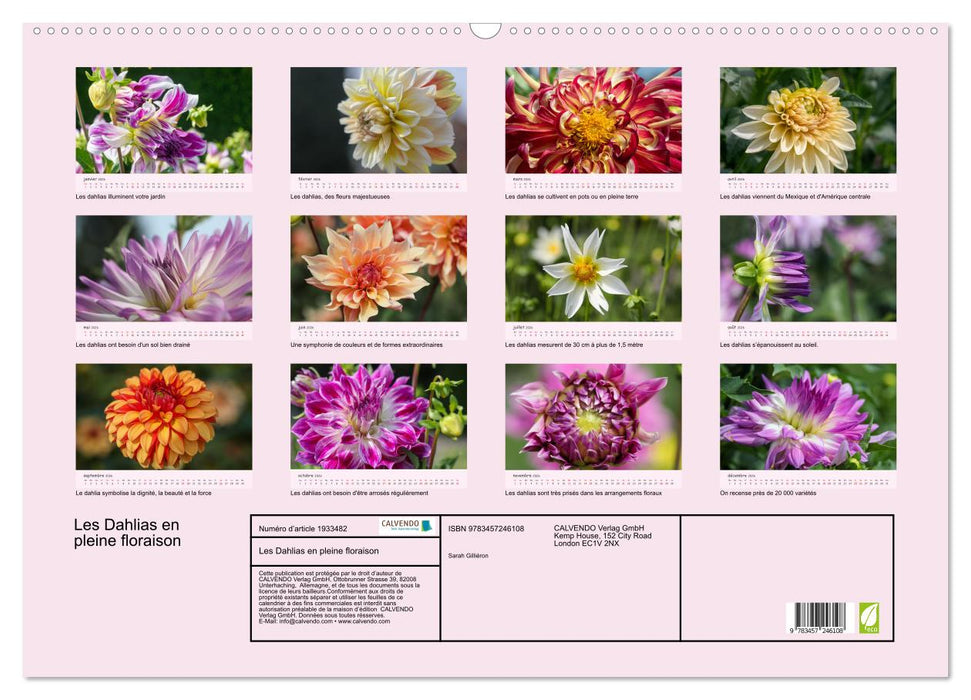 Les Dahlias en pleine floraison (CALVENDO Calendrier mensuel 2026)