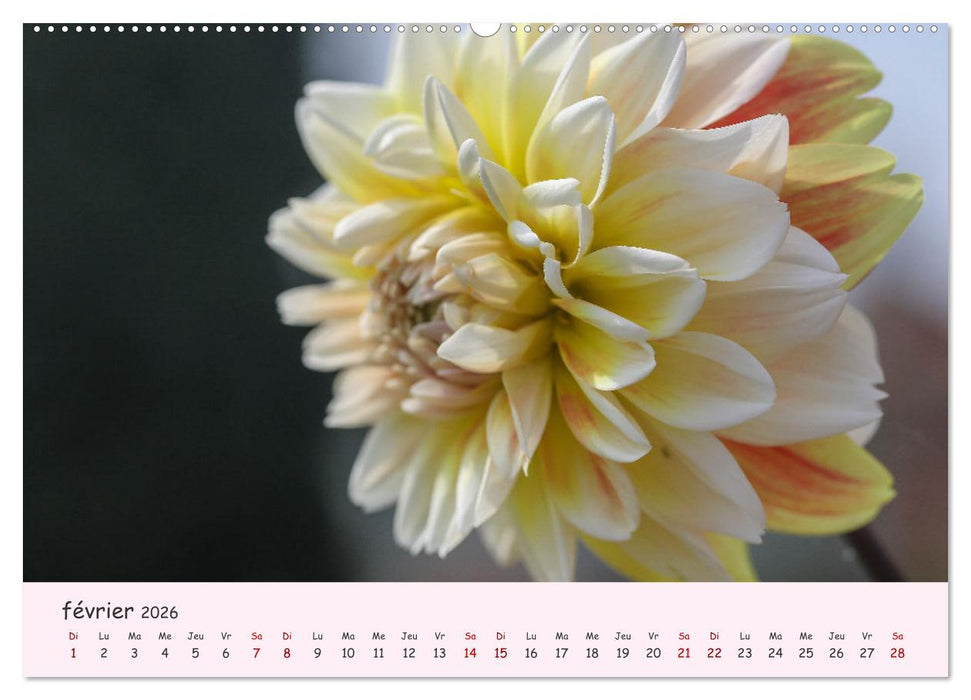 Les Dahlias en pleine floraison (CALVENDO Calendrier mensuel 2026)