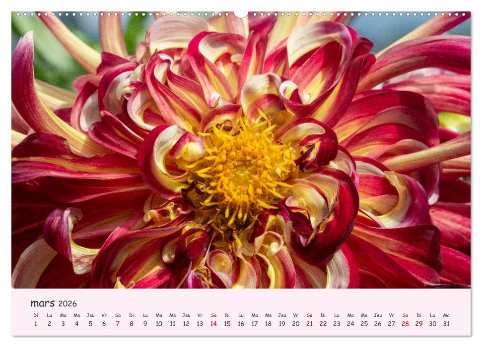 Les Dahlias en pleine floraison (CALVENDO Calendrier mensuel 2026)