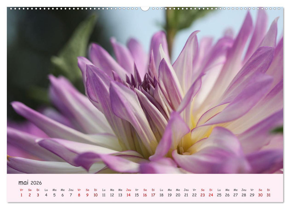 Les Dahlias en pleine floraison (CALVENDO Calendrier mensuel 2026)