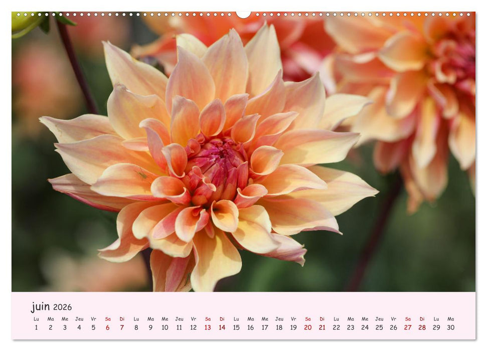 Les Dahlias en pleine floraison (CALVENDO Calendrier mensuel 2026)