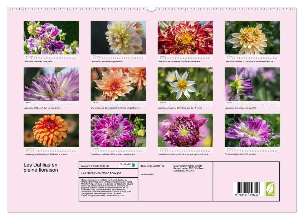 Les Dahlias en pleine floraison (CALVENDO Calendrier supérieur 2026)