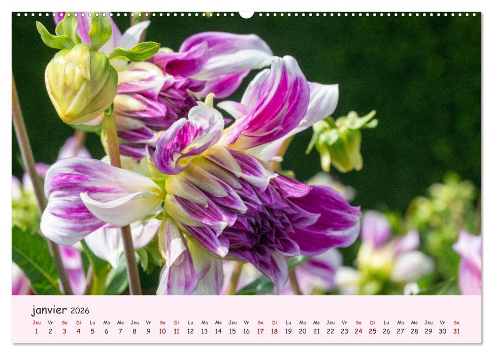 Les Dahlias en pleine floraison (CALVENDO Calendrier supérieur 2026)