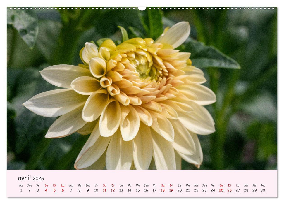 Les Dahlias en pleine floraison (CALVENDO Calendrier supérieur 2026)