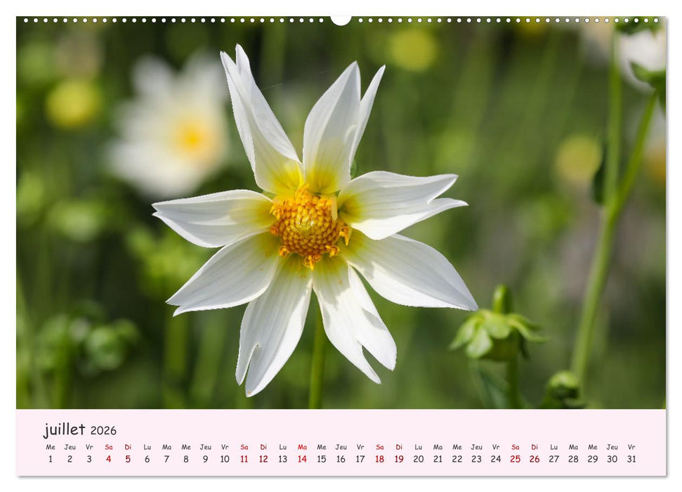 Les Dahlias en pleine floraison (CALVENDO Calendrier supérieur 2026)