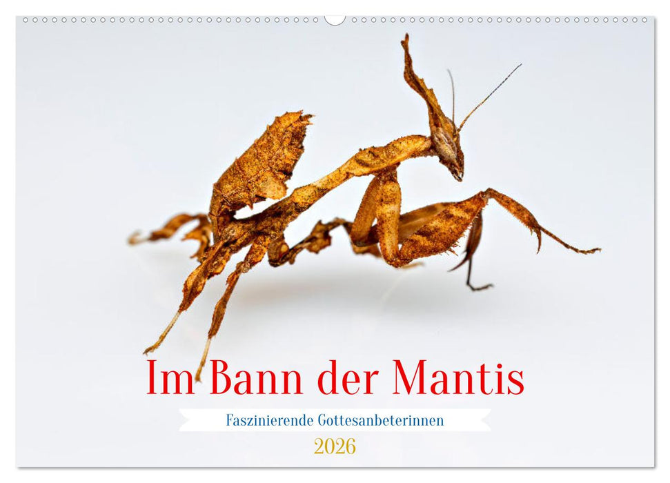 Im Bann der Mantis (CALVENDO Wandkalender 2026)