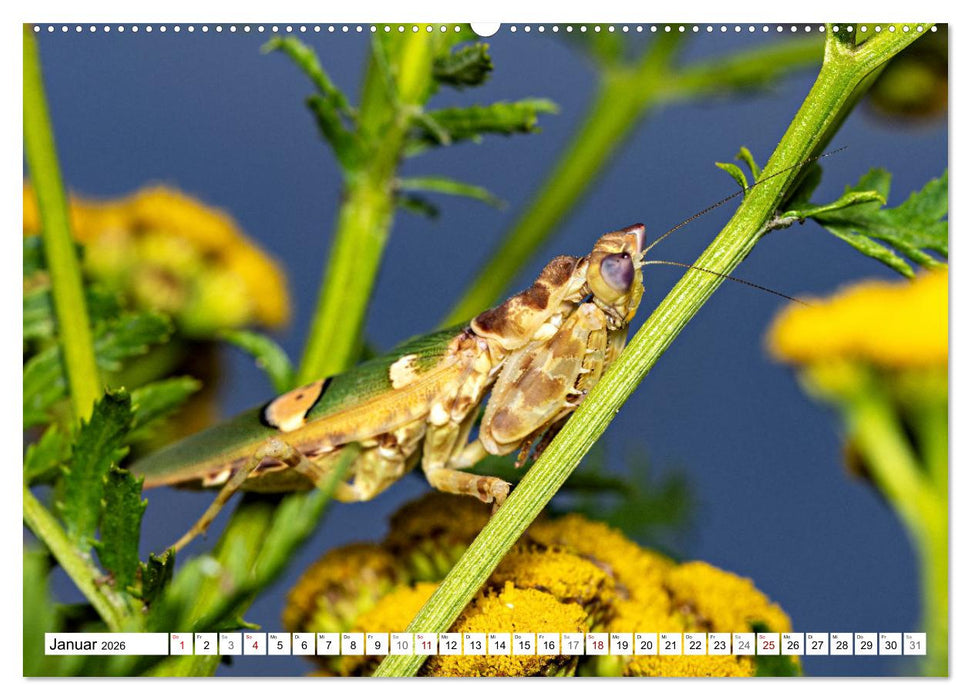 Im Bann der Mantis (CALVENDO Wandkalender 2026)