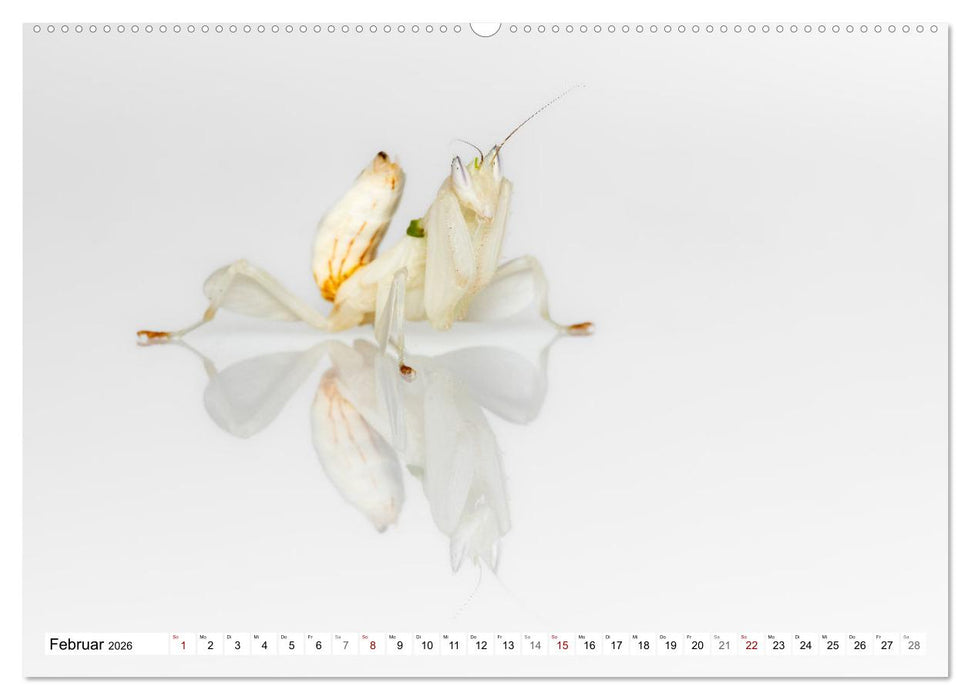 Im Bann der Mantis (CALVENDO Premium Wandkalender 2026)