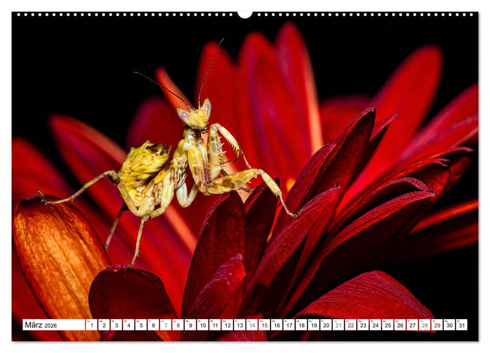 Im Bann der Mantis (CALVENDO Premium Wandkalender 2026)