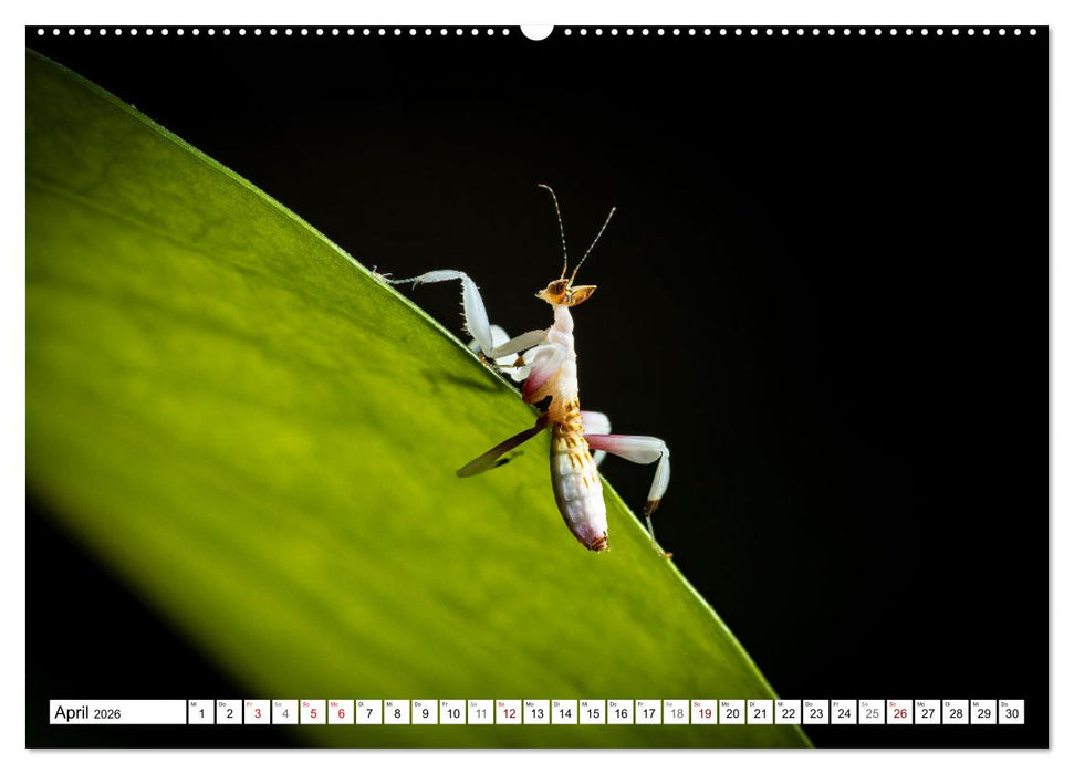 Im Bann der Mantis (CALVENDO Premium Wandkalender 2026)