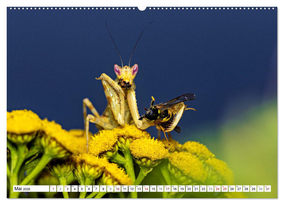 Im Bann der Mantis (CALVENDO Premium Wandkalender 2026)