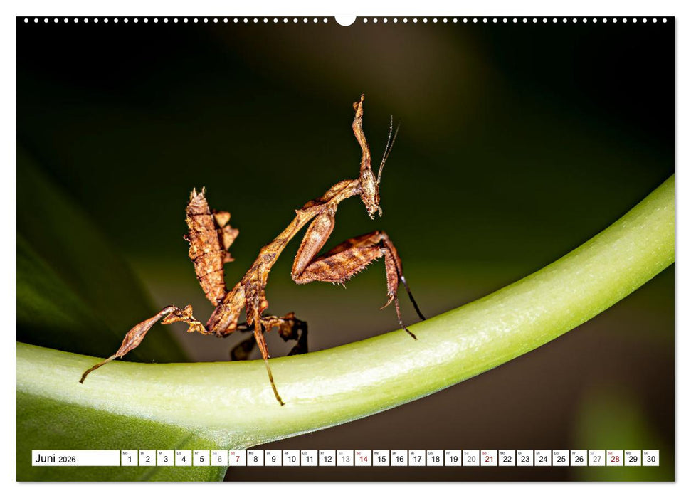Im Bann der Mantis (CALVENDO Premium Wandkalender 2026)