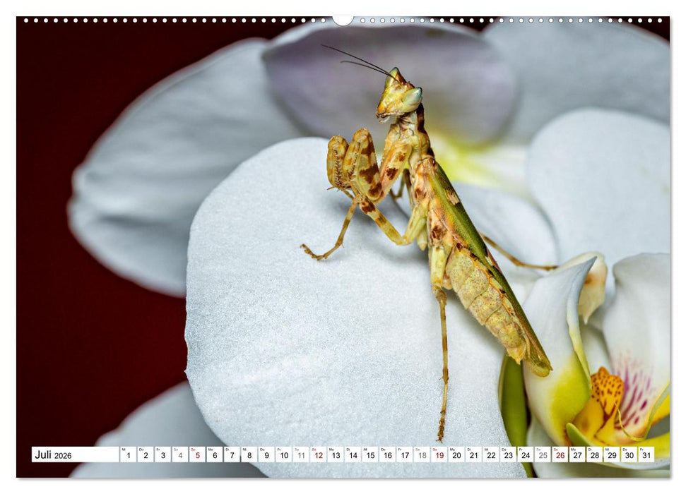 Im Bann der Mantis (CALVENDO Premium Wandkalender 2026)