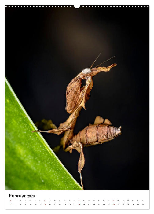 Mystische Jägerinnen (CALVENDO Wandkalender 2026)