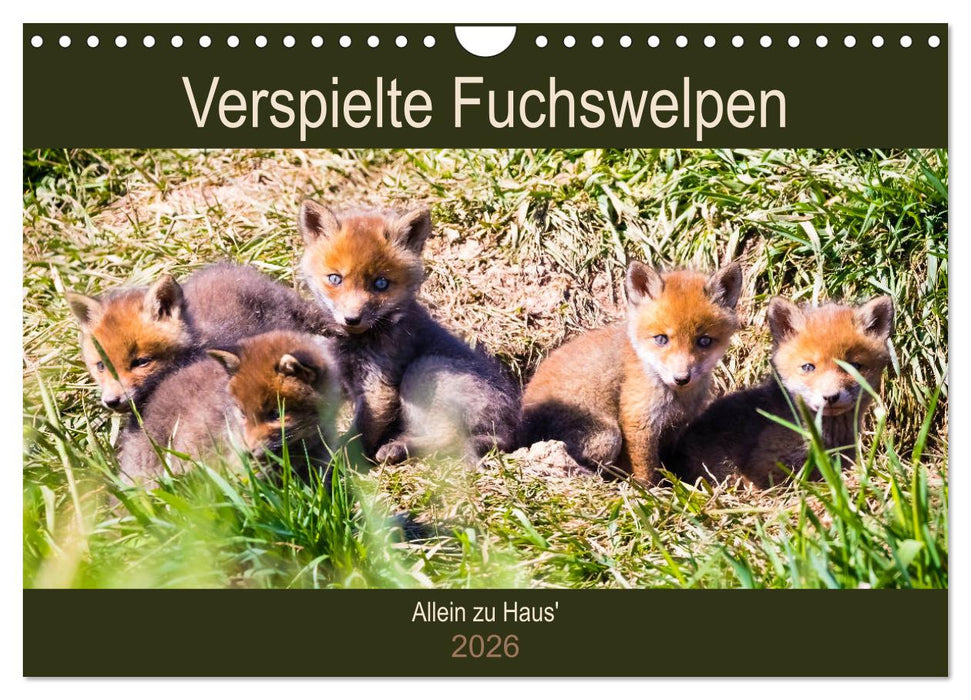 Verspielte Fuchswelpen - Allein zu Haus' (CALVENDO Wandkalender 2026)