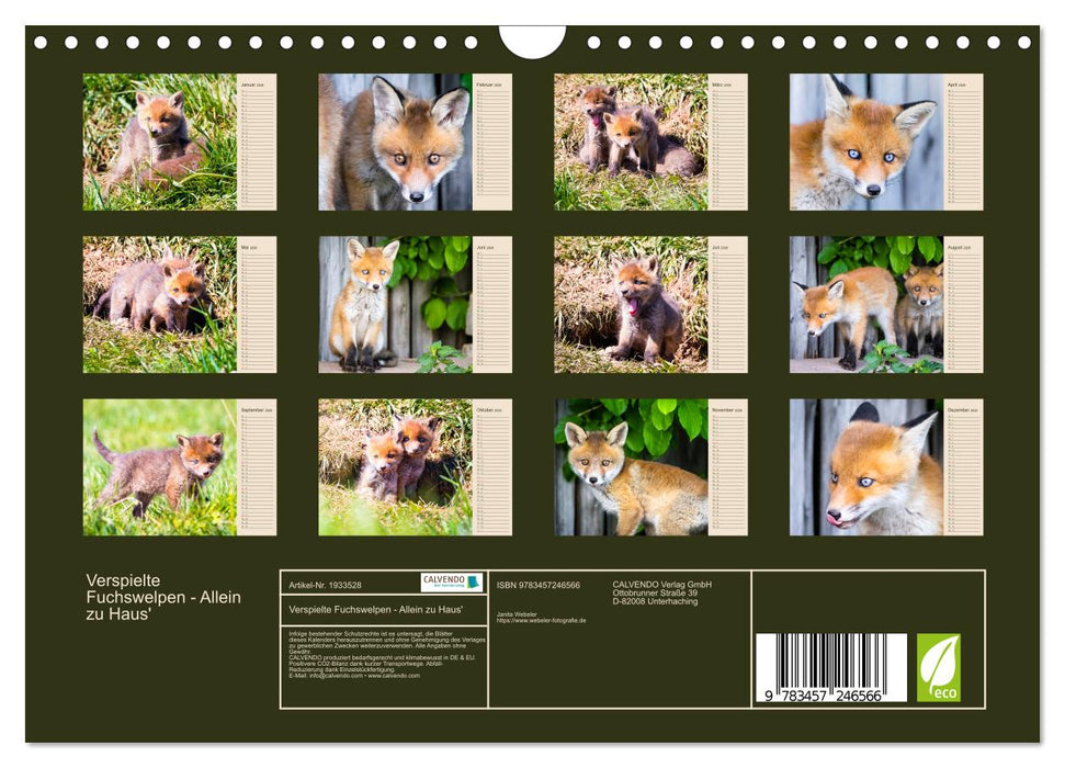 Verspielte Fuchswelpen - Allein zu Haus' (CALVENDO Wandkalender 2026)