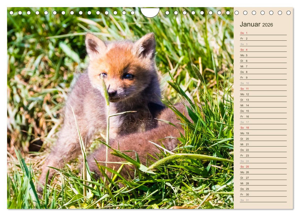 Verspielte Fuchswelpen - Allein zu Haus' (CALVENDO Wandkalender 2026)