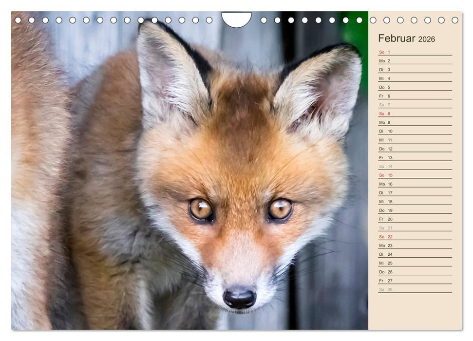 Verspielte Fuchswelpen - Allein zu Haus' (CALVENDO Wandkalender 2026)