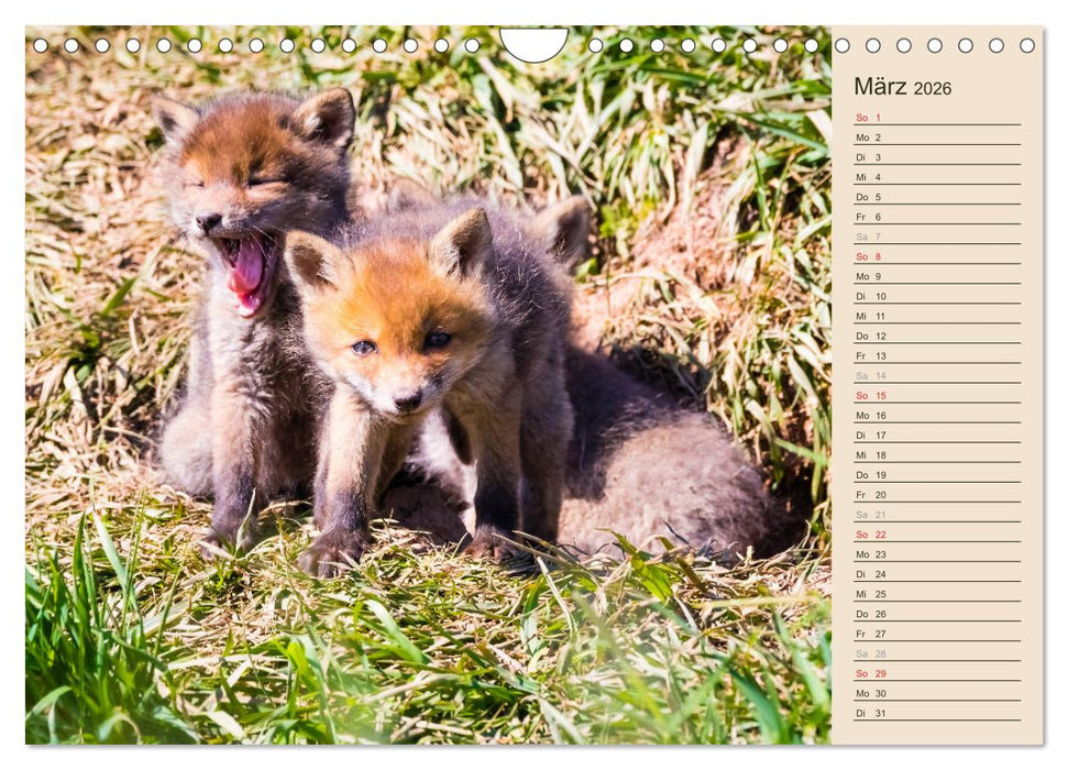 Verspielte Fuchswelpen - Allein zu Haus' (CALVENDO Wandkalender 2026)