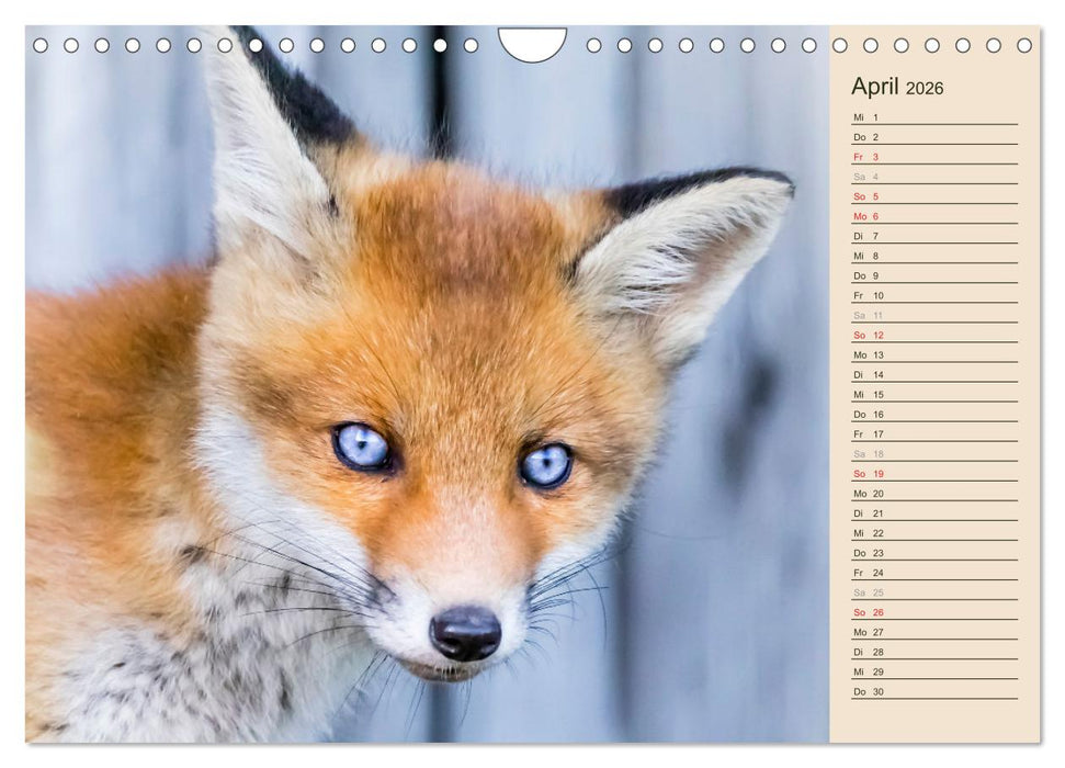 Verspielte Fuchswelpen - Allein zu Haus' (CALVENDO Wandkalender 2026)