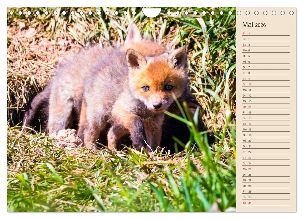Verspielte Fuchswelpen - Allein zu Haus' (CALVENDO Wandkalender 2026)