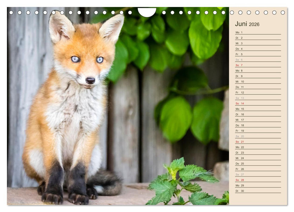 Verspielte Fuchswelpen - Allein zu Haus' (CALVENDO Wandkalender 2026)