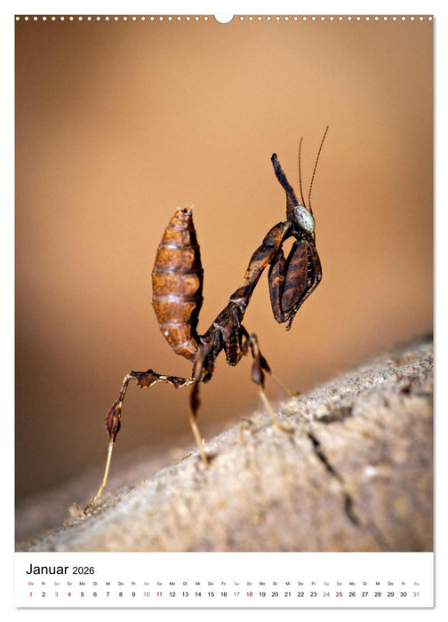 Mystische Jägerinnen (CALVENDO Premium Wandkalender 2026)