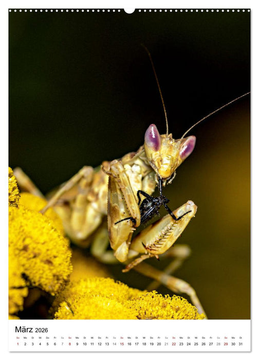 Mystische Jägerinnen (CALVENDO Premium Wandkalender 2026)
