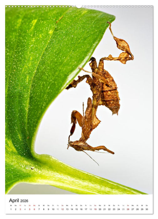 Mystische Jägerinnen (CALVENDO Premium Wandkalender 2026)