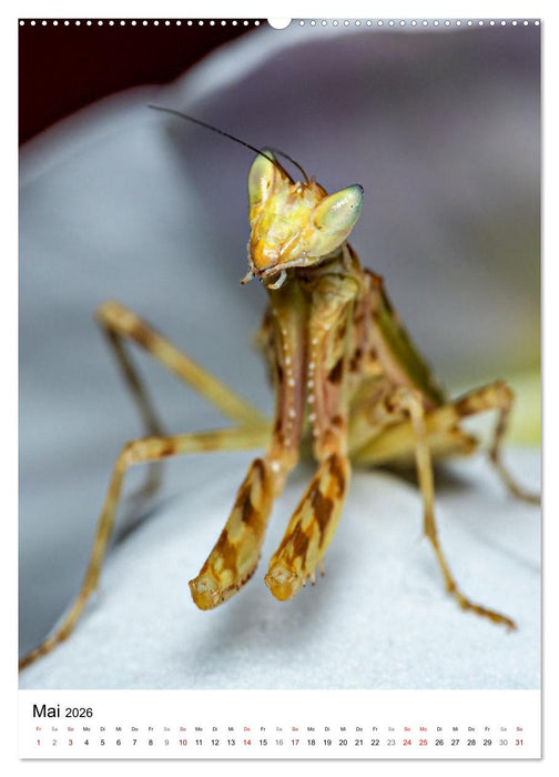 Mystische Jägerinnen (CALVENDO Premium Wandkalender 2026)