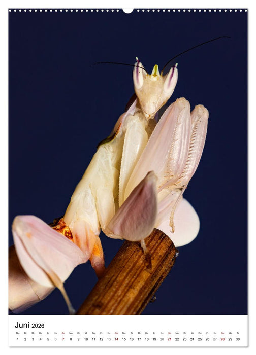 Mystische Jägerinnen (CALVENDO Premium Wandkalender 2026)