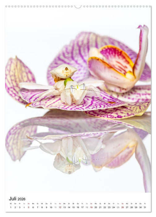 Mystische Jägerinnen (CALVENDO Premium Wandkalender 2026)