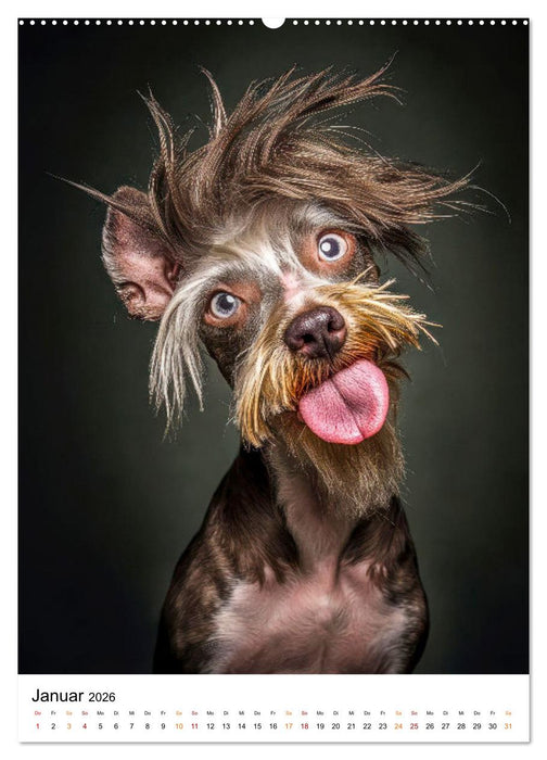 Tierisch daneben - frech und völlig verrückt (CALVENDO Wandkalender 2026)