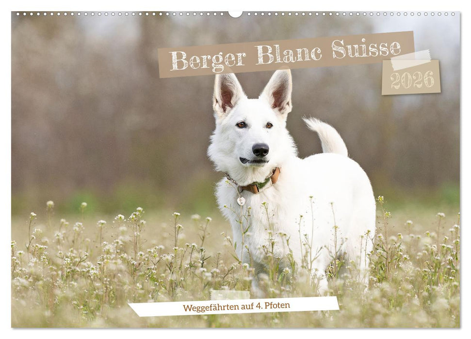 Berger Blanc Suisse - Weggefährten auf 4 Pfoten (CALVENDO Wandkalender 2026)