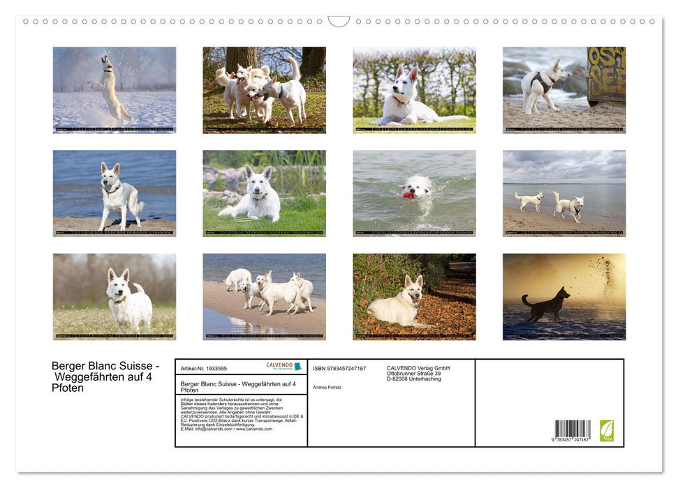 Berger Blanc Suisse - Weggefährten auf 4 Pfoten (CALVENDO Wandkalender 2026)
