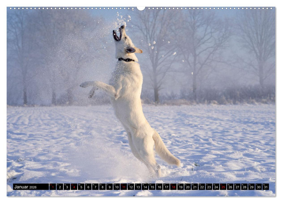 Berger Blanc Suisse - Weggefährten auf 4 Pfoten (CALVENDO Wandkalender 2026)