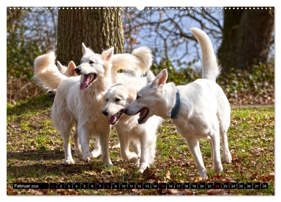 Berger Blanc Suisse - Weggefährten auf 4 Pfoten (CALVENDO Wandkalender 2026)