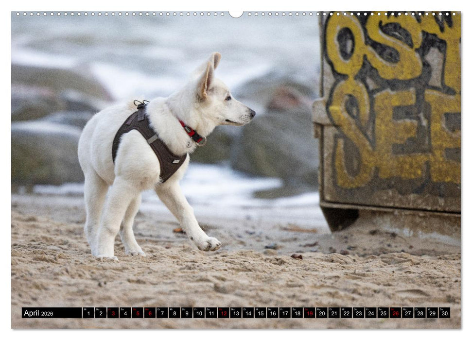 Berger Blanc Suisse - Weggefährten auf 4 Pfoten (CALVENDO Wandkalender 2026)
