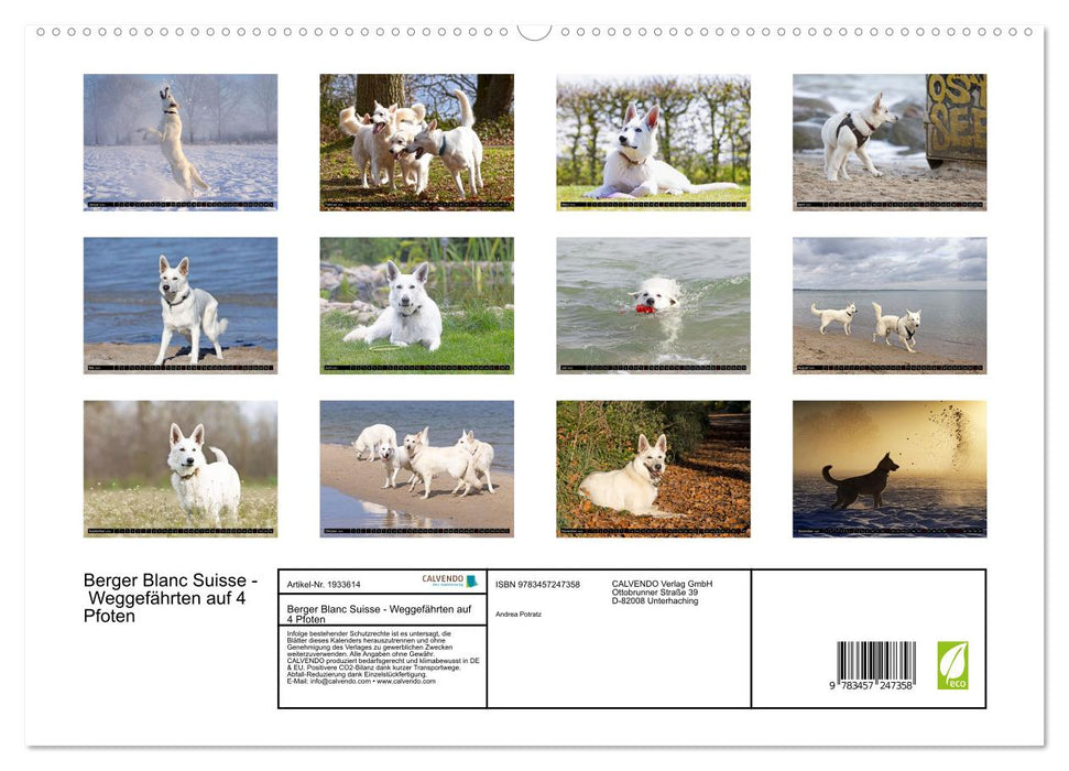 Berger Blanc Suisse - Weggefährten auf 4 Pfoten (CALVENDO Premium Wandkalender 2026)