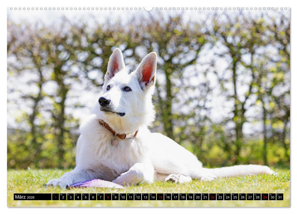 Berger Blanc Suisse - Weggefährten auf 4 Pfoten (CALVENDO Premium Wandkalender 2026)