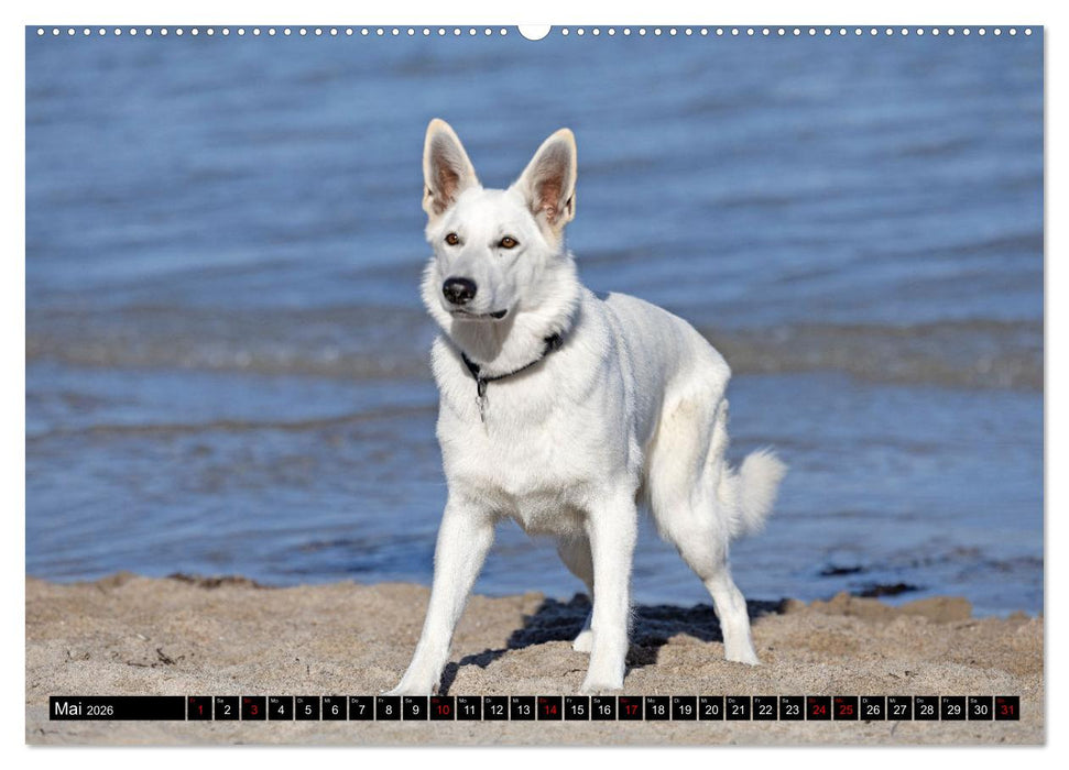 Berger Blanc Suisse - Weggefährten auf 4 Pfoten (CALVENDO Premium Wandkalender 2026)