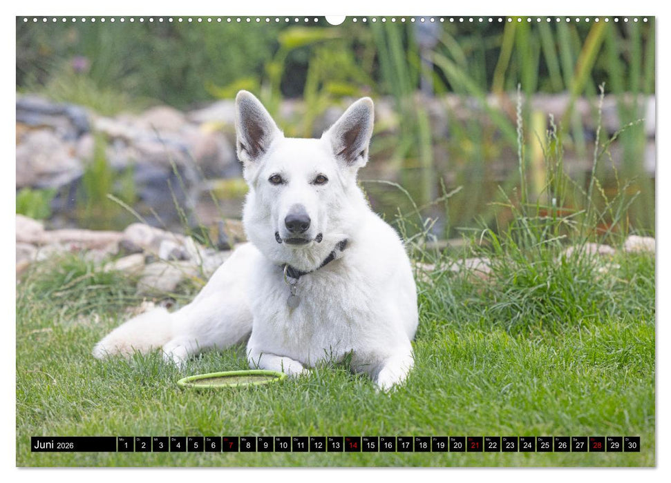 Berger Blanc Suisse - Weggefährten auf 4 Pfoten (CALVENDO Premium Wandkalender 2026)