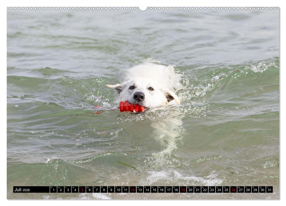 Berger Blanc Suisse - Weggefährten auf 4 Pfoten (CALVENDO Premium Wandkalender 2026)