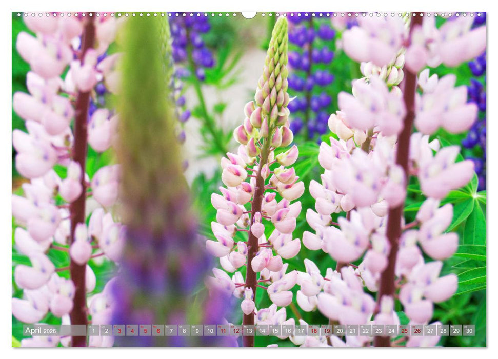 Bekanntes und Unbekanntes Patagonien (CALVENDO Premium Wandkalender 2026)