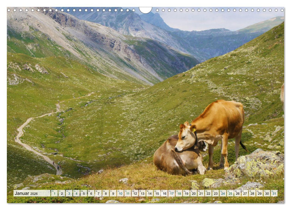 Kühe im Einklang mit der Natur (CALVENDO Wandkalender 2026)